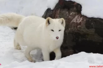 Animals unaffected by cold