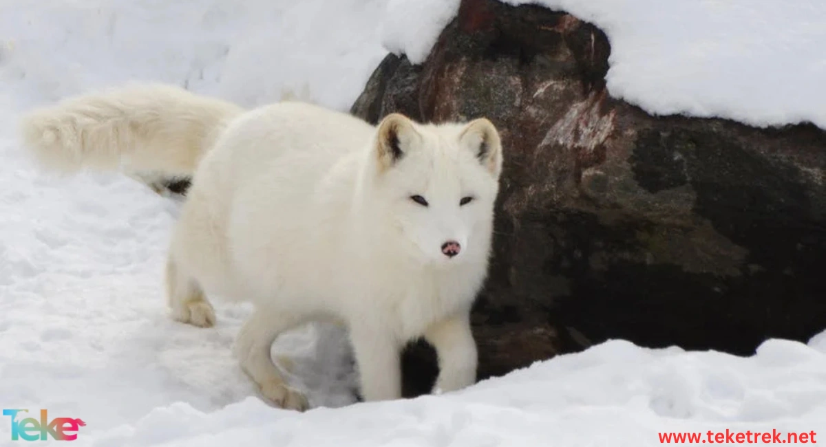 Animals unaffected by cold