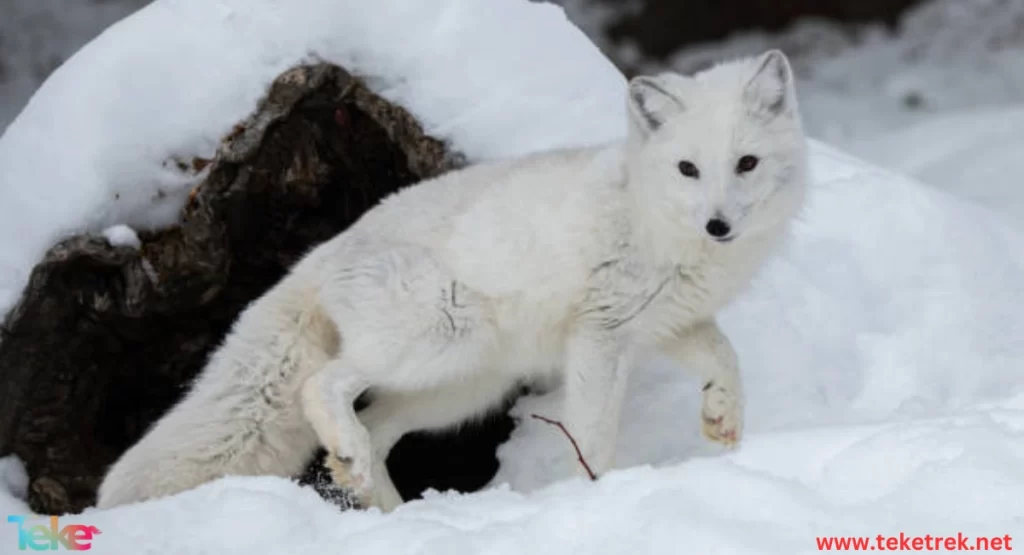 How do animals adapt to winter