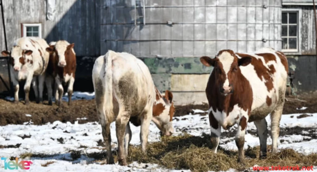 The food that animals eat in winter