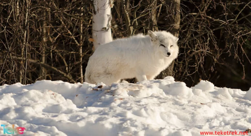 the difference between hibernation and migration