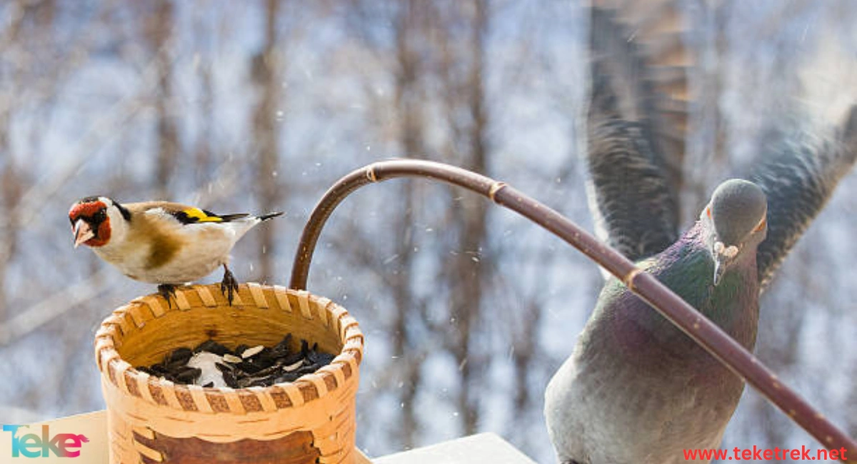 Animals that store food for the winter