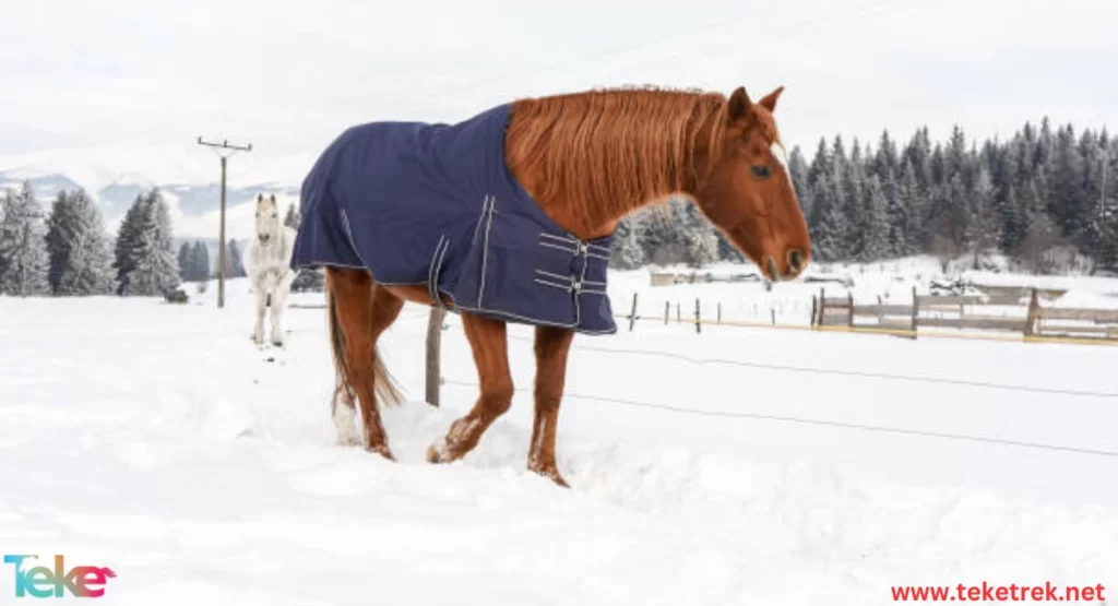 The effect of winter cold on the health of horses