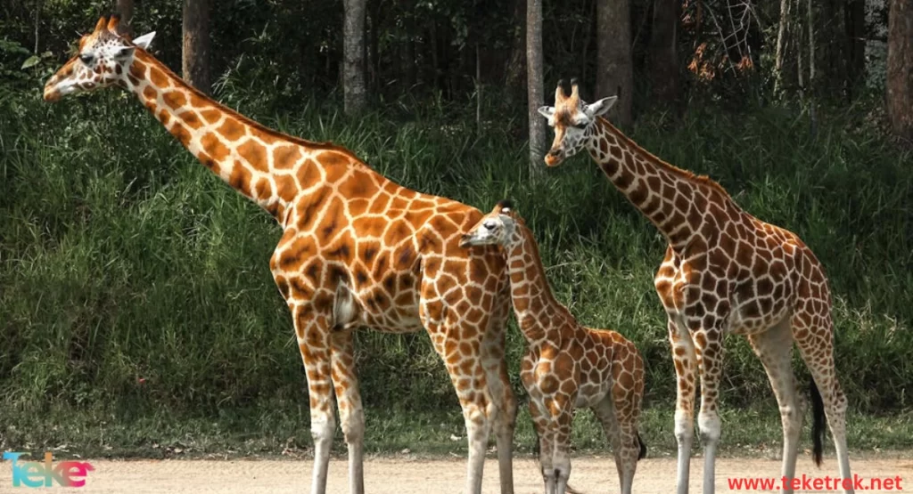 West African Giraffe