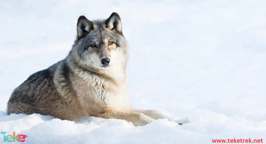 How do wolves survive in the winter