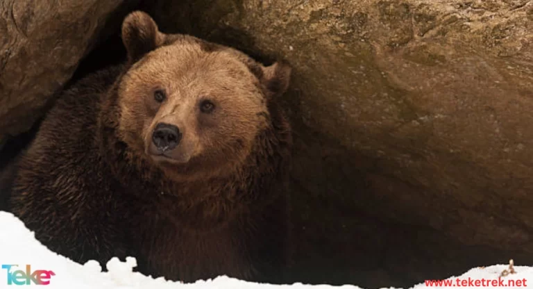Bears in winter