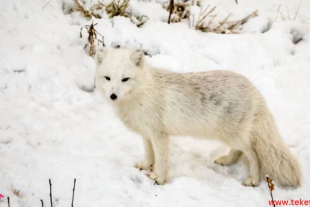 Animals that change their fur in winter