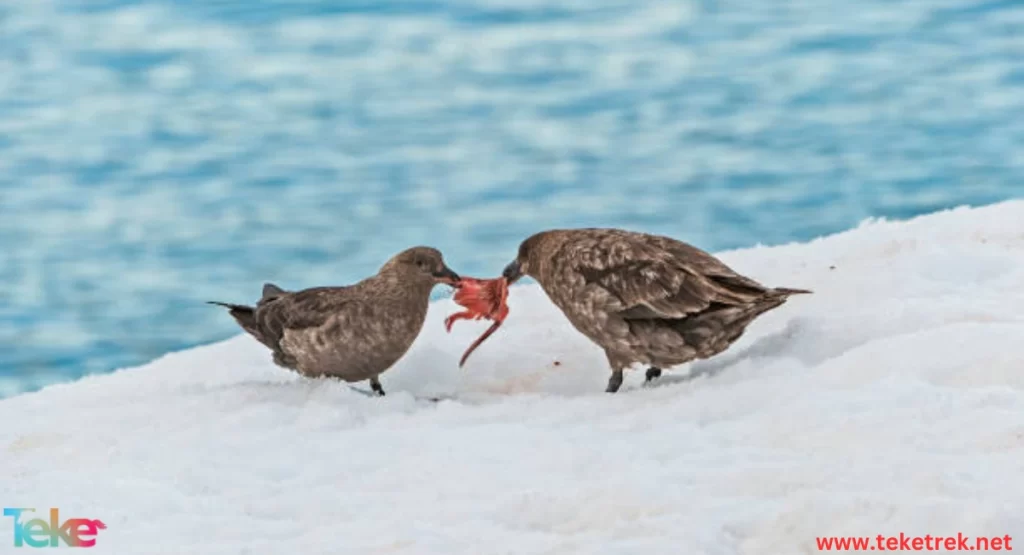 Animals that store food for the winter
