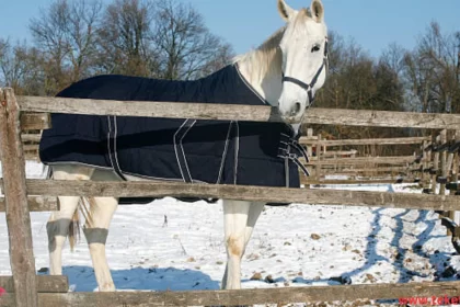 The effect of winter cold on the health of horses