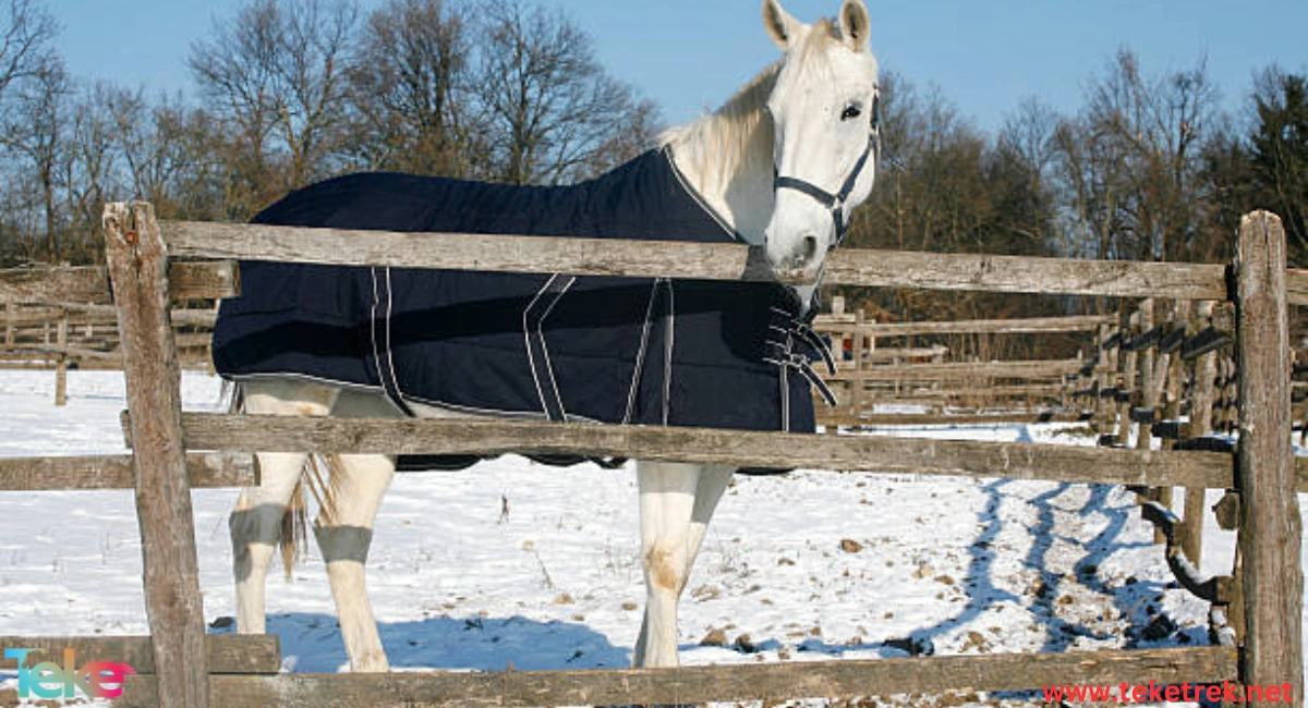 The effect of winter cold on the health of horses