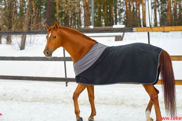 The best winter horse covers