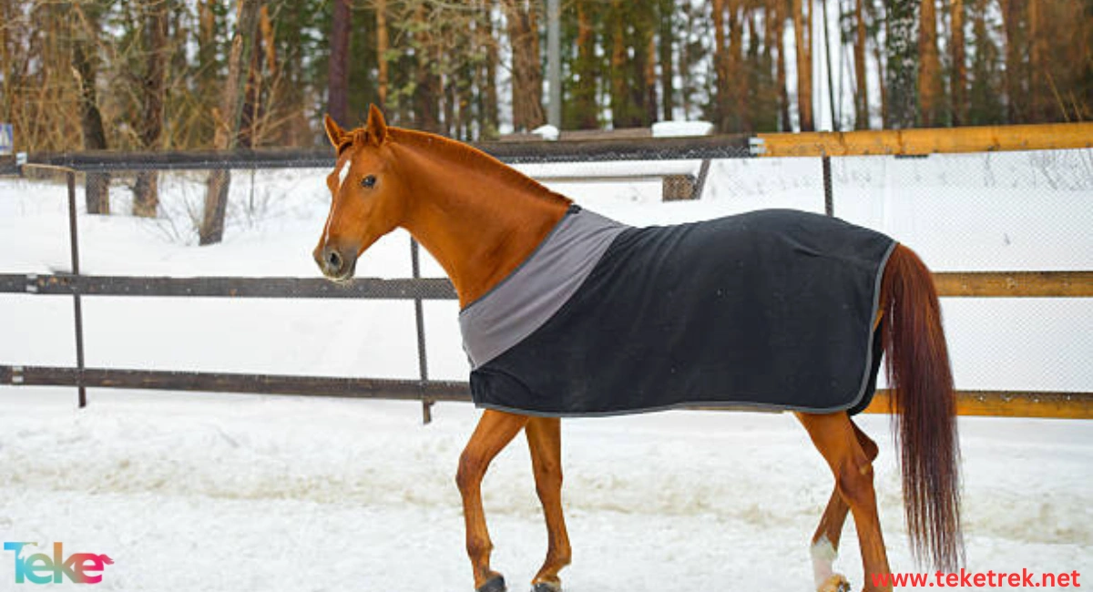 The best winter horse covers