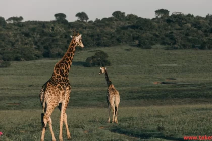 West African Giraffe
