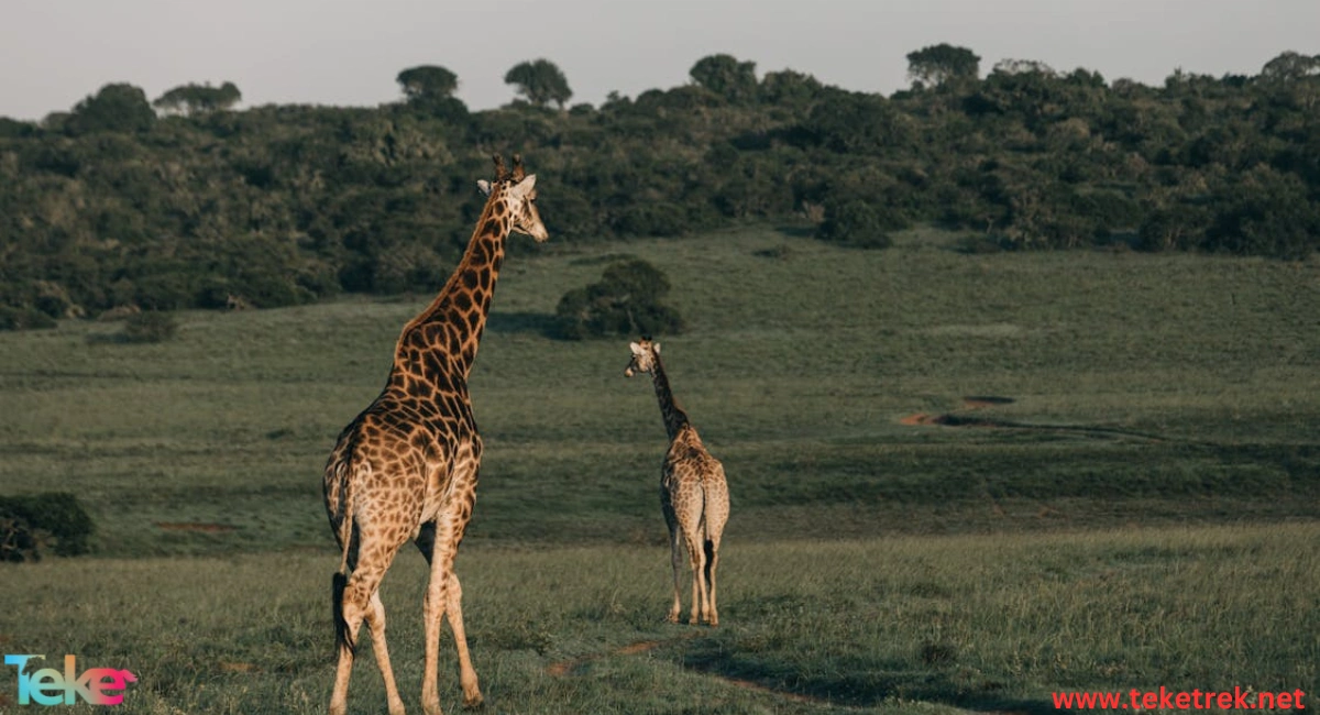 West African Giraffe