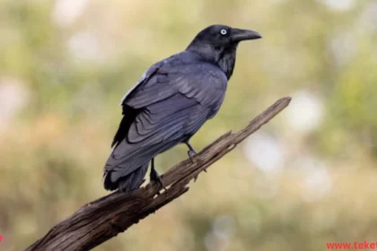 the Australian crow