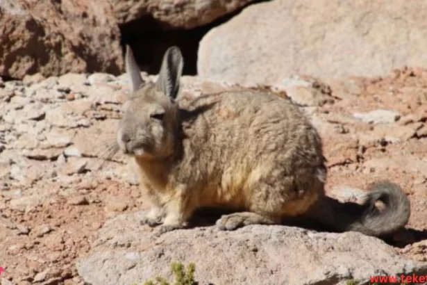 The Mountain Cottontail