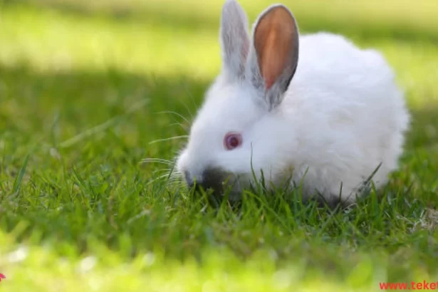 Netherland Dwarf Rabbit