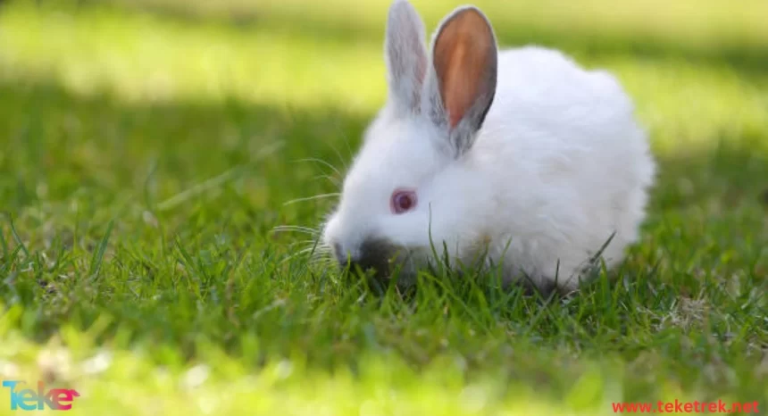 Netherland Dwarf Rabbit