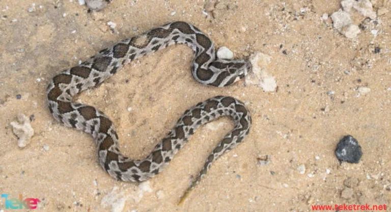 The Palestine Viper