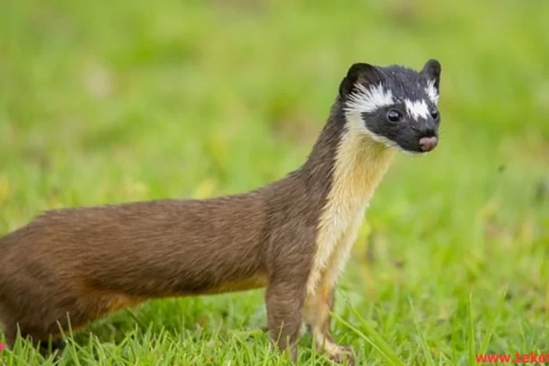 The Yellow-bellied Weasel