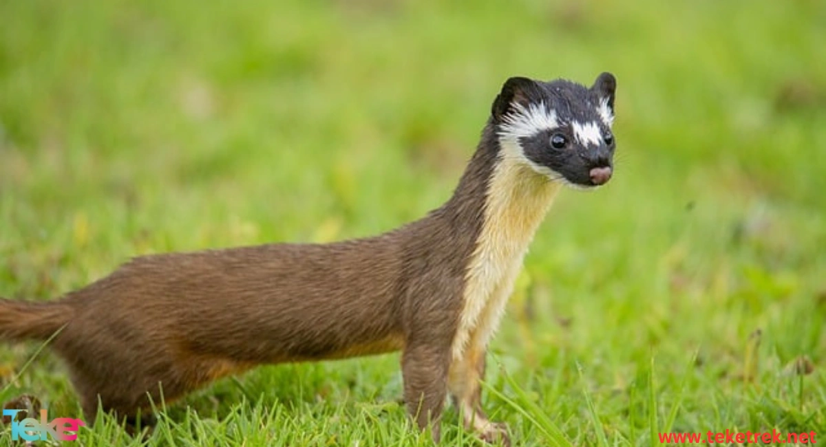 The Yellow-bellied Weasel