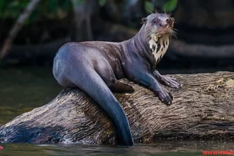 The Amazonian weasel