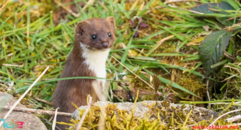 The Least Weasel