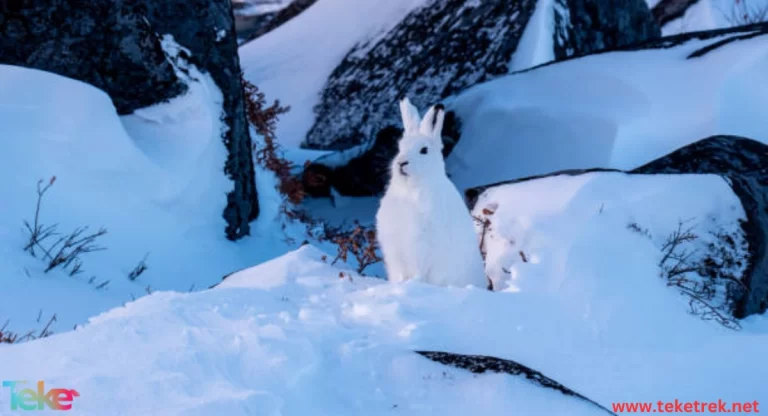 The Arctic Hare