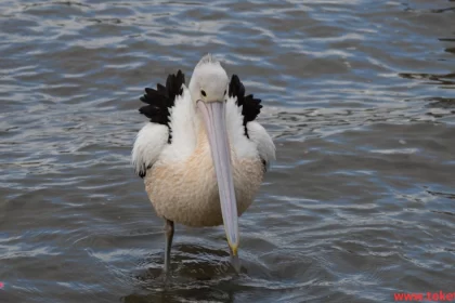 Peruvian Pelican