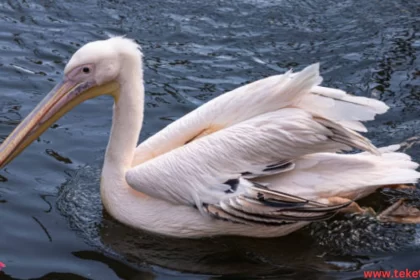 The Pink-backed Pelican