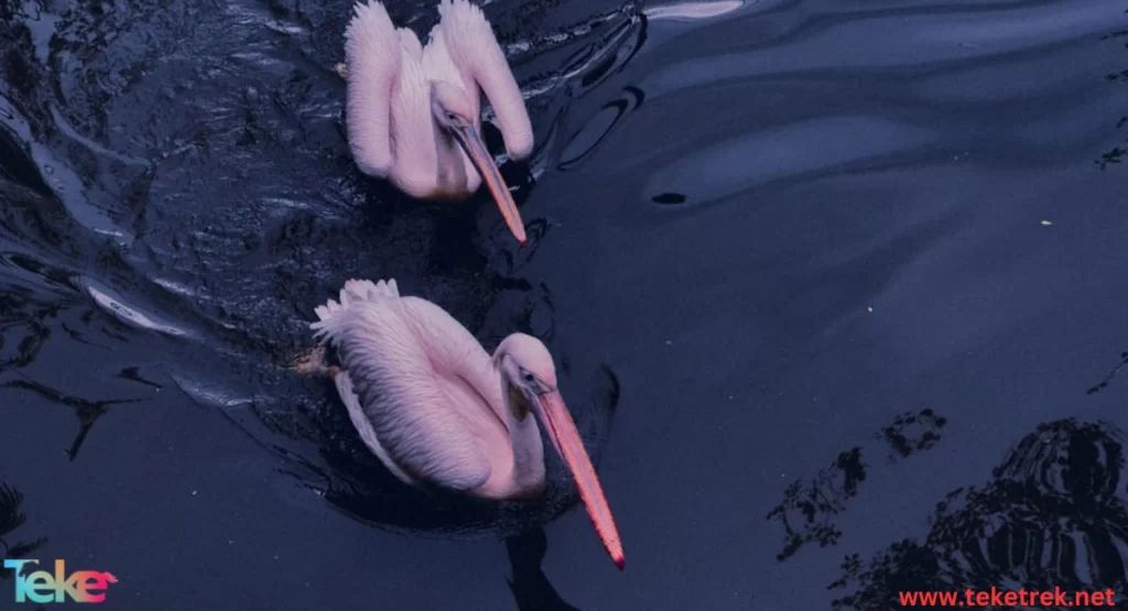 The Pink-backed Pelican