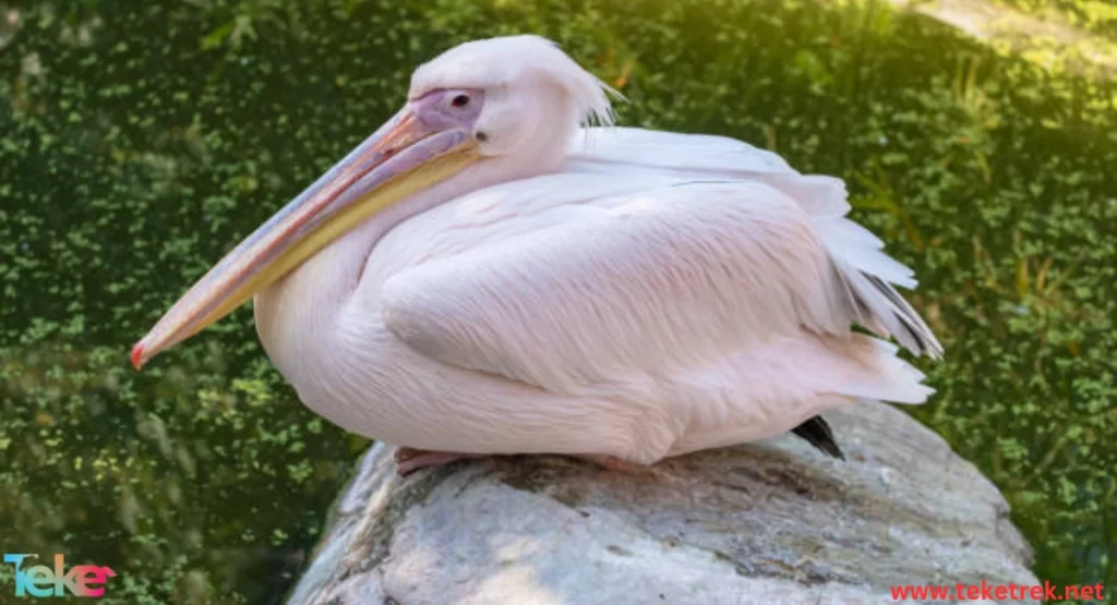 The Pink-backed Pelican