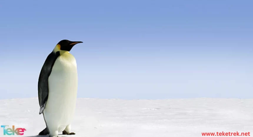 the Emperor Penguin