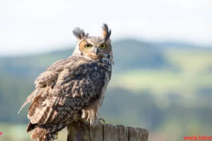 the Eurasian Eagle Owl