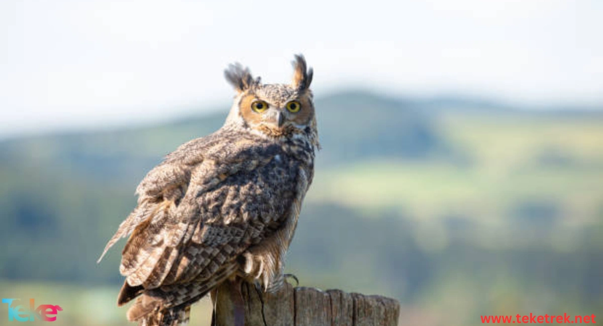 the Eurasian Eagle Owl