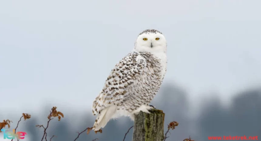 The Snowy Owl