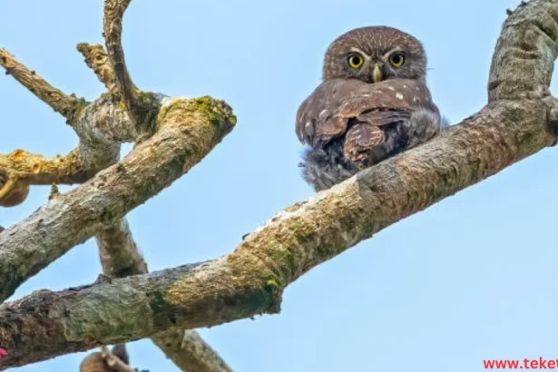 The Eurasian pygmy owl