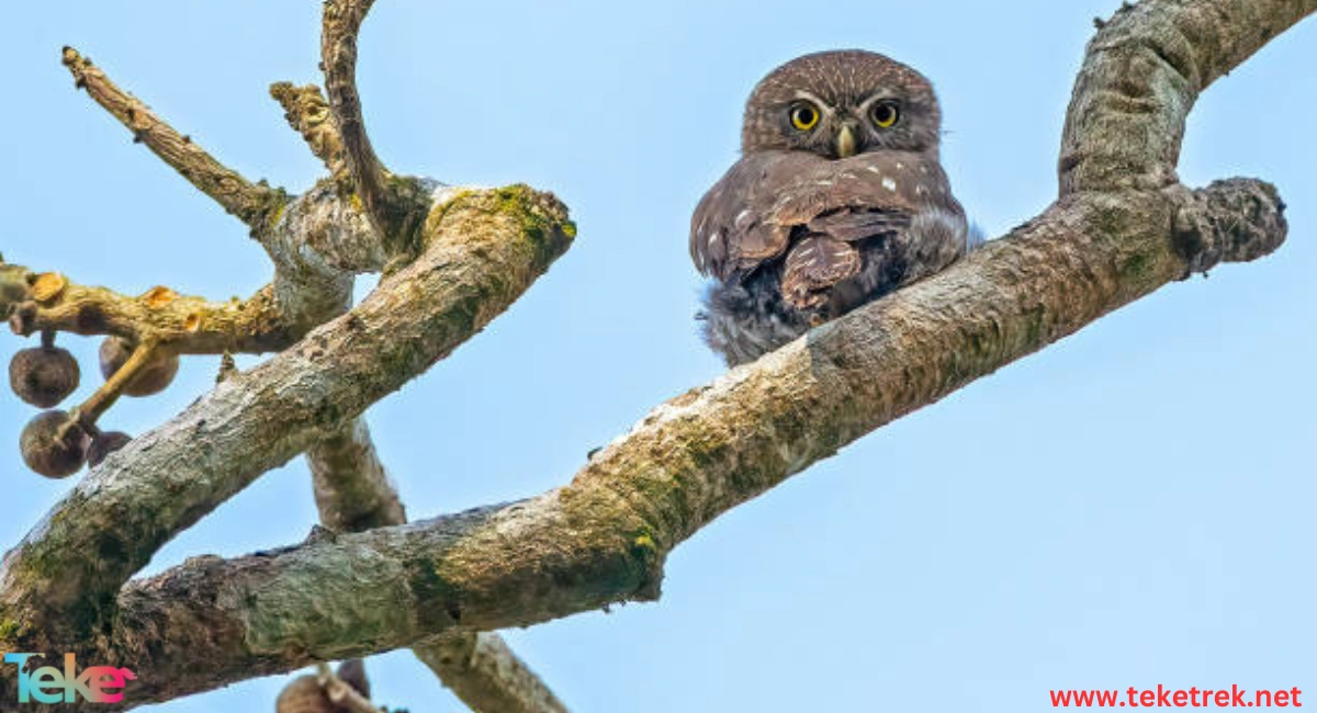 The Eurasian pygmy owl