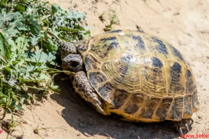 The Russian tortoise