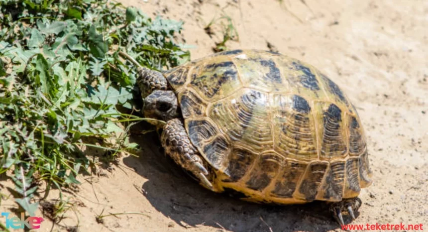 The Russian tortoise