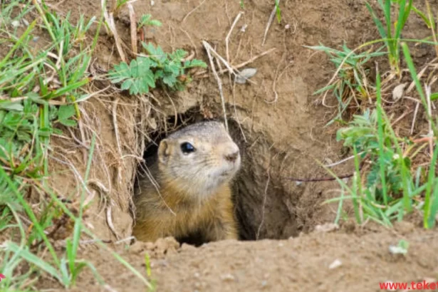 the Ground Squirrels