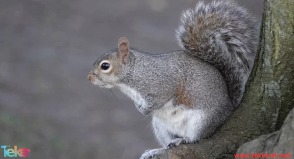 The Eastern gray squirrel