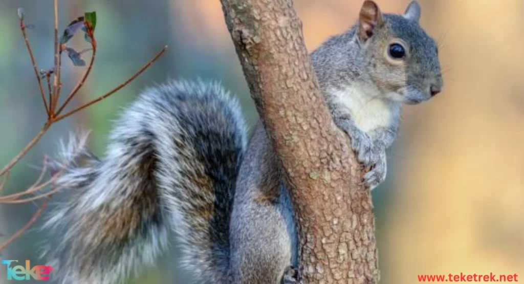 The Eastern gray squirrel