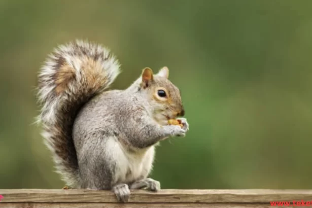 The Eastern gray squirrel