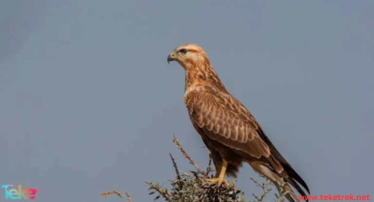 The Long-Legged Hawk