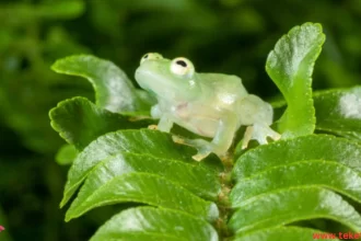 The Glass frog