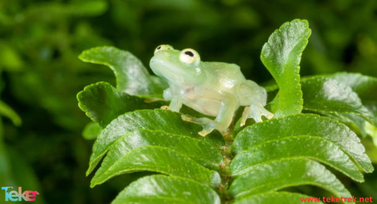 The Glass frog