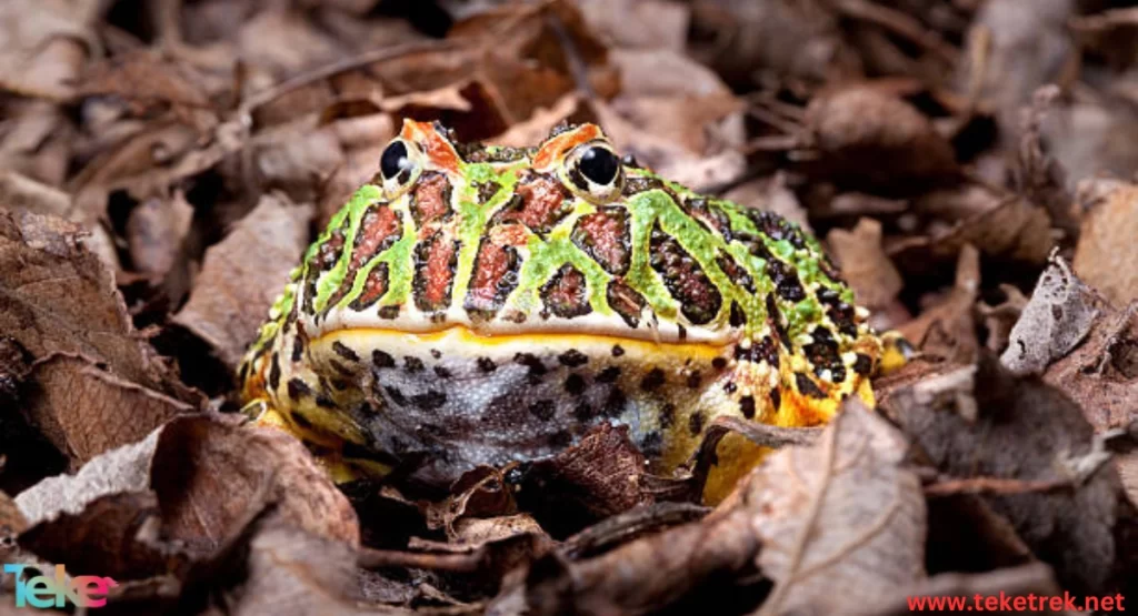 The Horned Frogs