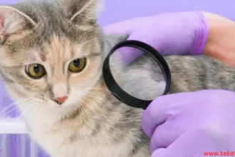 Parasites in cats