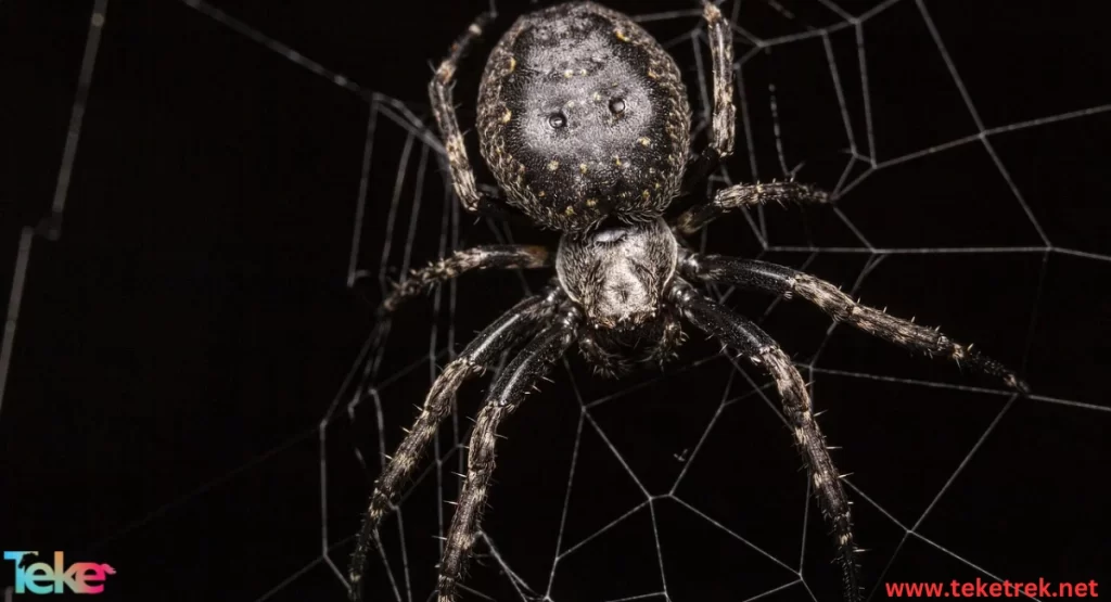 the Segmented Spiders